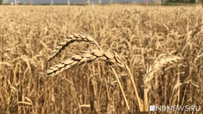 Глобальная продовольственная безопасность не имеет отношения к украинскому кризису и «зерновой сделке» – эксперт