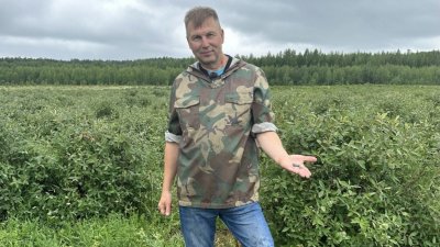 Амбассадор жимолости на Урале рассказал, как выращивать ягоды в зоне рискованного земледелия