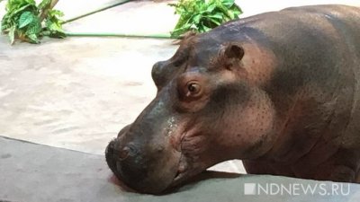 В Индии бегемот убил сотрудника зоопарка