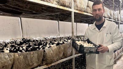 Урожай из камеры: челябинский фермер запустил единственное на Южном Урале производство грибов полного цикла
