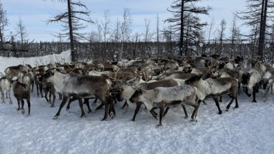 Власти Ямала снова откладывают вопрос учёта оленьих пастбищ и маршрутов выпаса