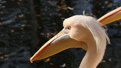 В Крыму объявились розовые пеликаны